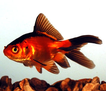 Red And Black Fantail