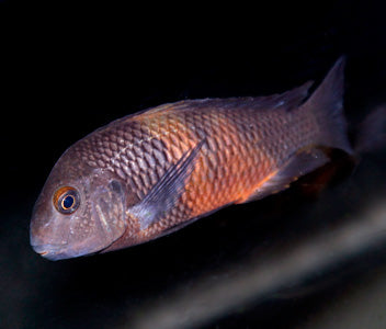 Tropheus Pemba -T Moorii