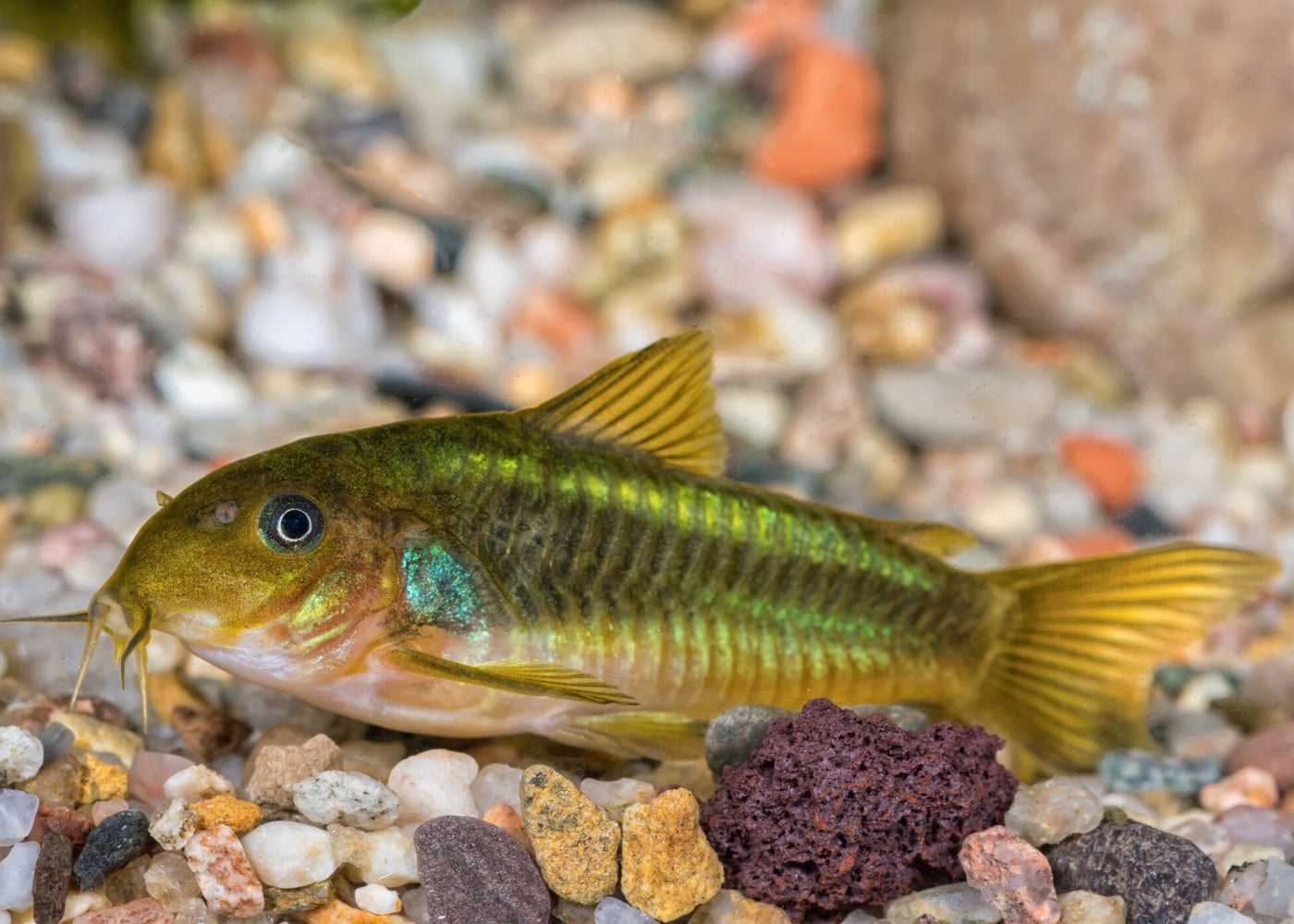 Corydoras Neon Green Stripe