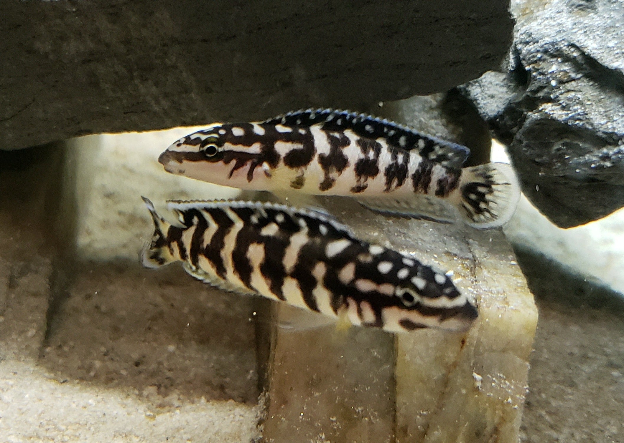 Julidochromis Marlieri Gombe 2