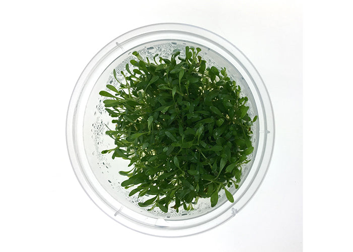 Glossostigma Elatinoides Tissue Culture