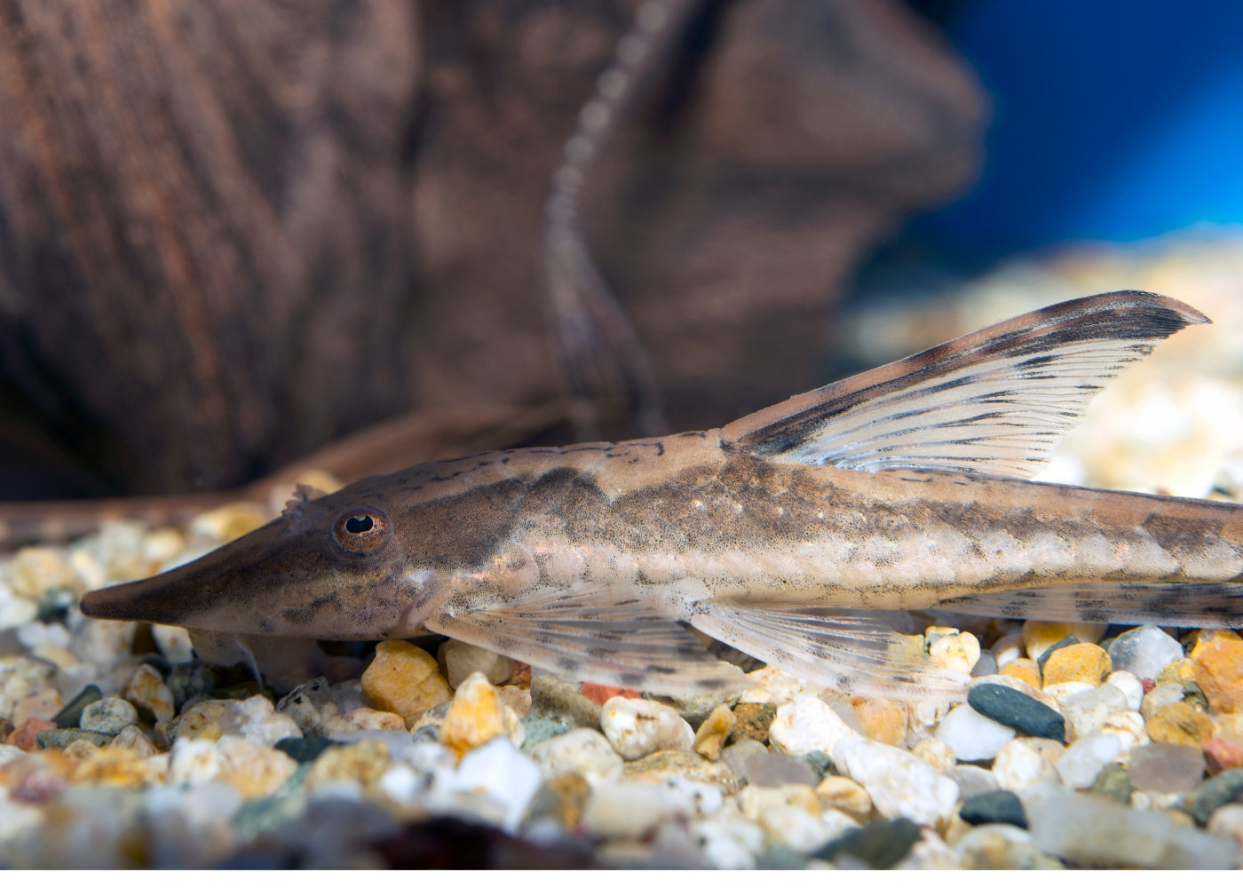Whiptail Catfish - Royal - Special 3 for $65 2