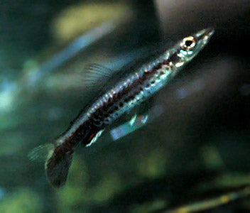 Pencilfish - Rocket Tail