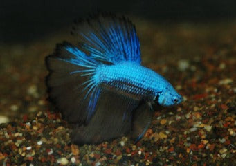 Fighter Halfmoon Pair -Male