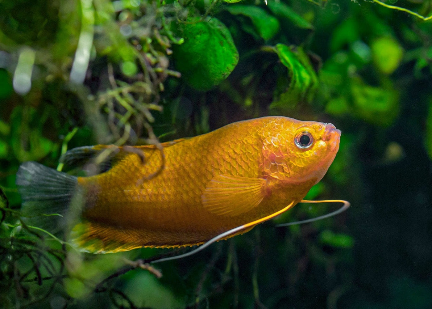 Gourami Thicklip - Orange
