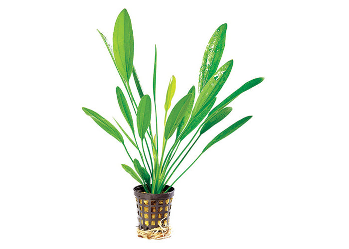 Echinodorus Uruguayensis in Mesh Pot