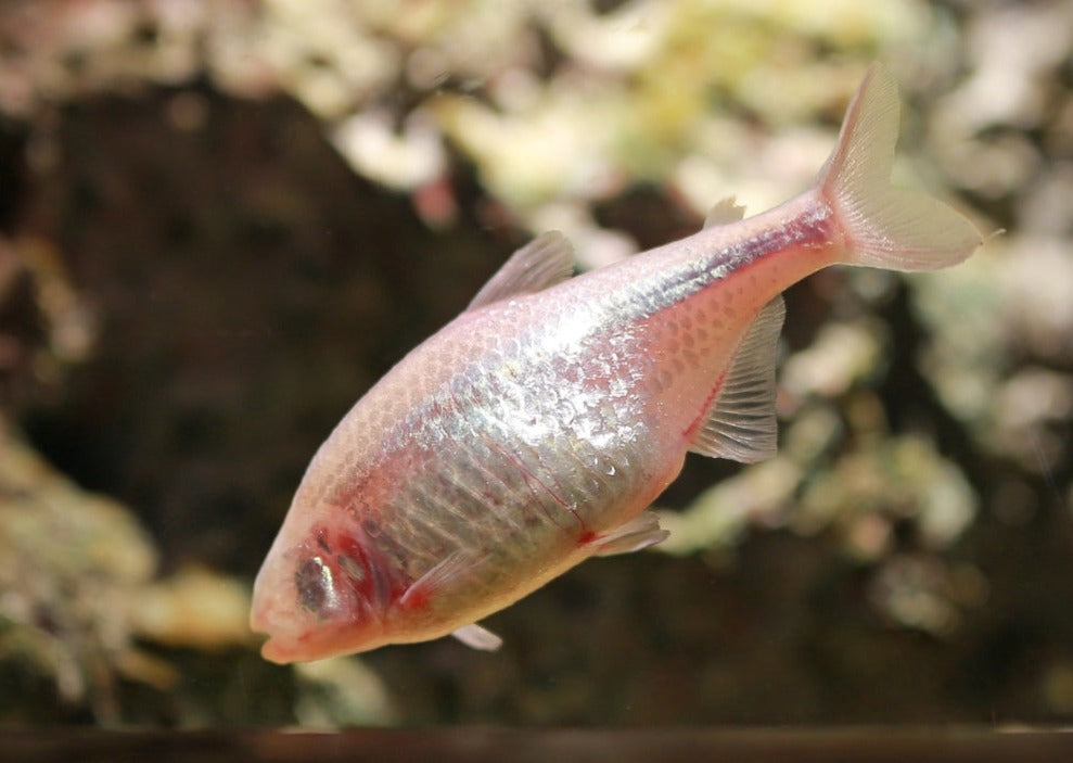 Blind Cave Tetra