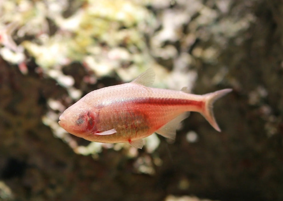Blind Cave Tetra 2