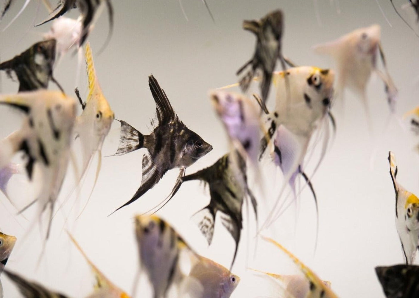 Angelfish - Assorted