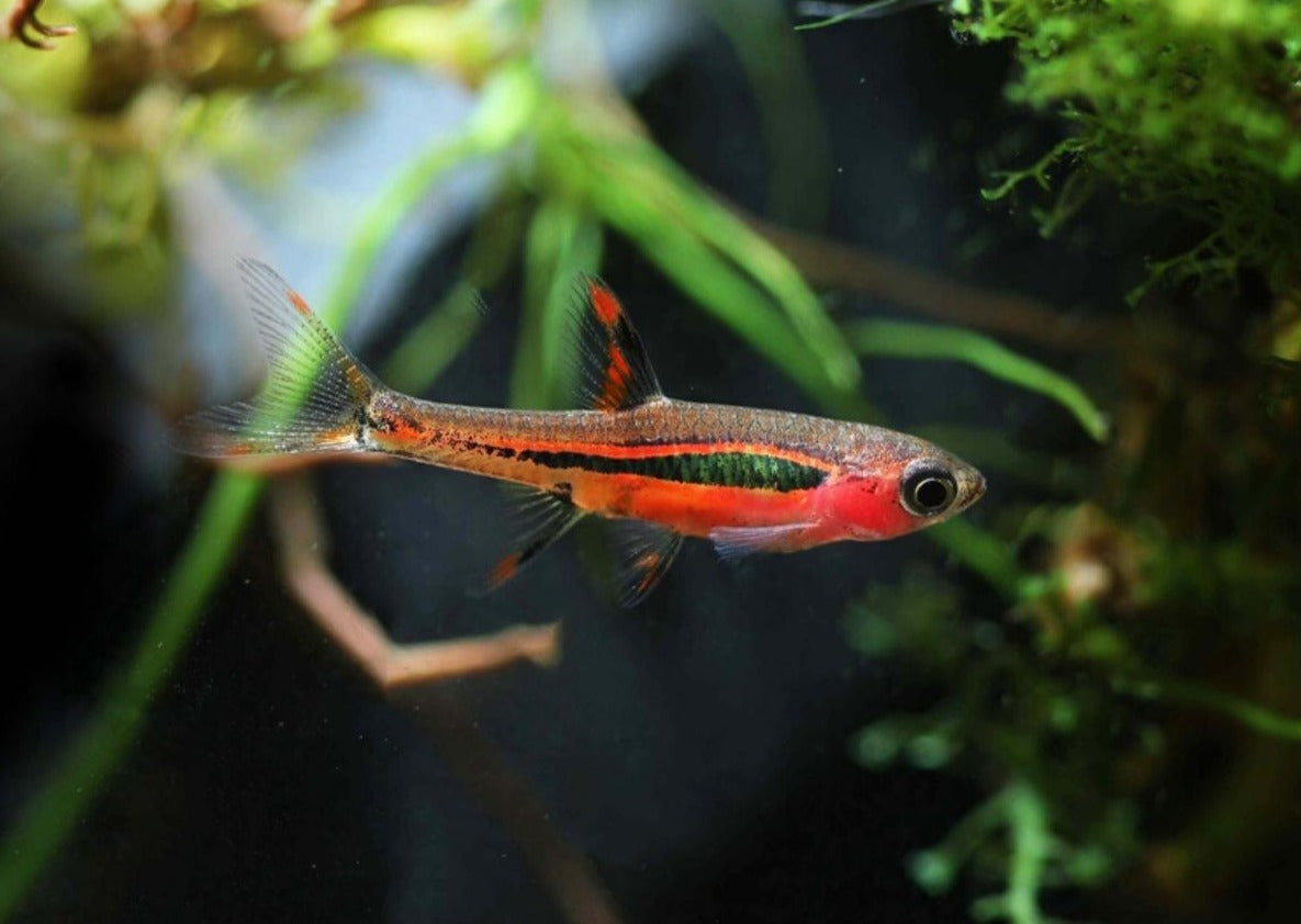 Dwarf Chilli Rasbora