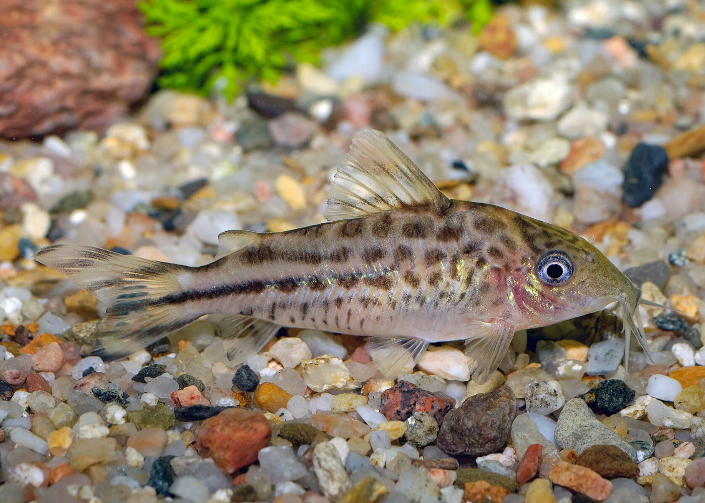 Corydoras Robinae