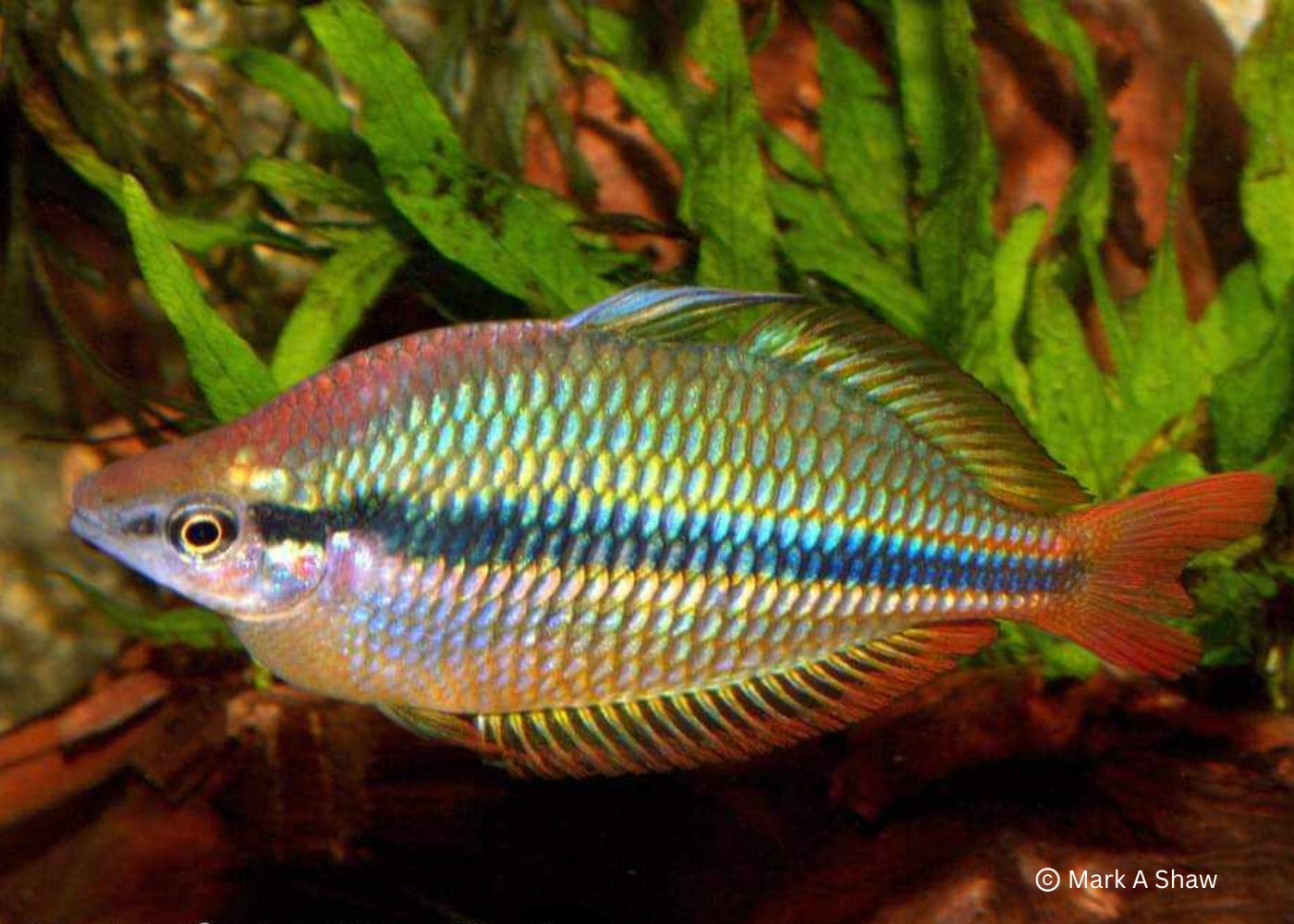 Banded Rainbowfish - Coen River