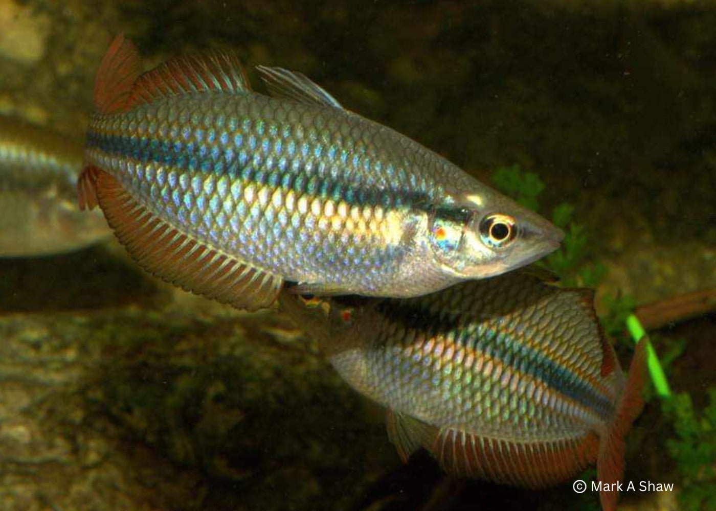 Banded Rainbowfish - Coen River 2