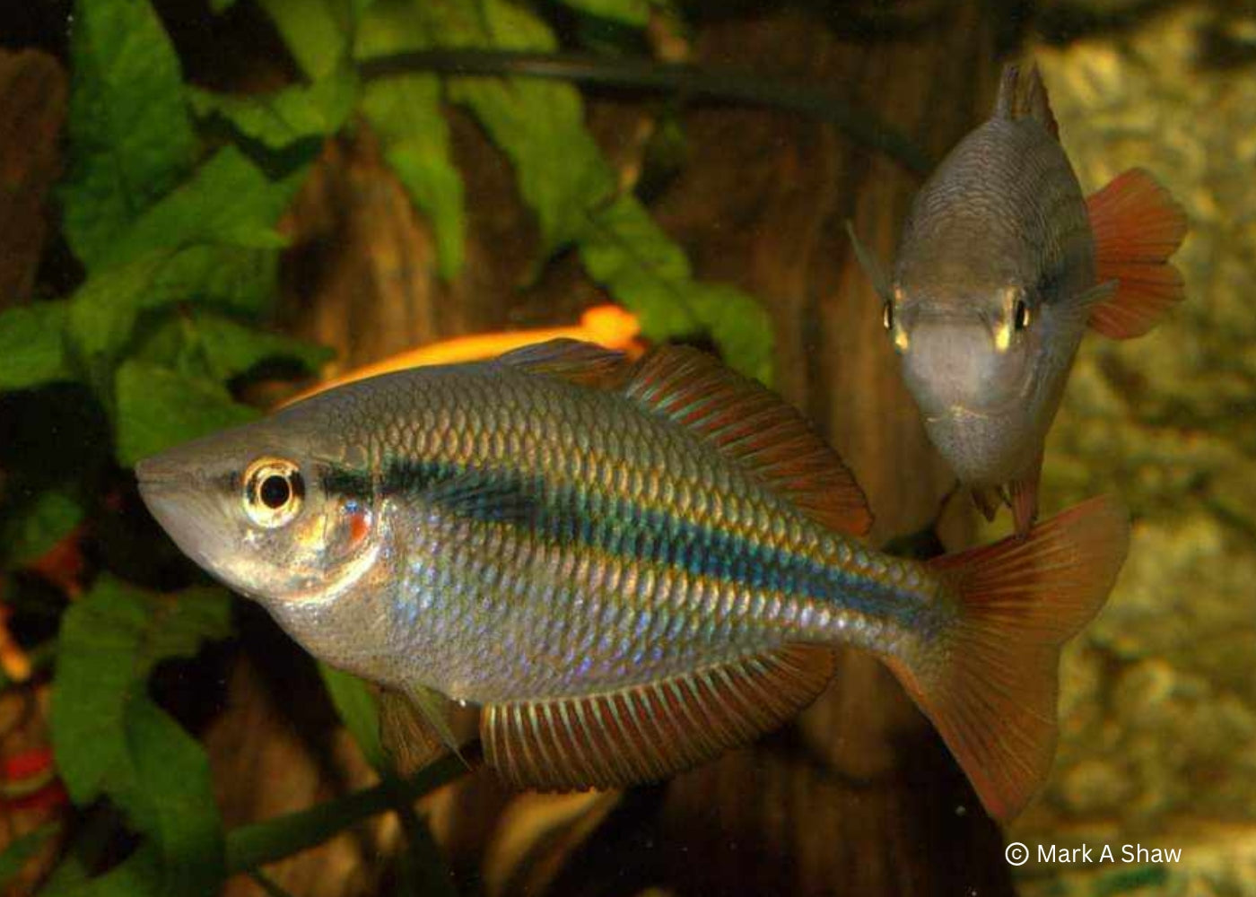 Banded Rainbowfish - Coen River 3