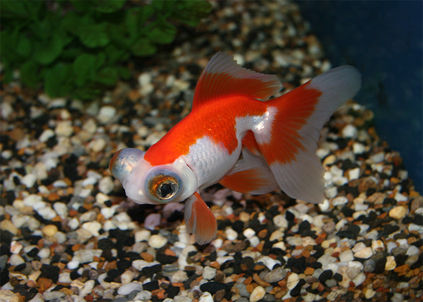 Telescope Goldfish