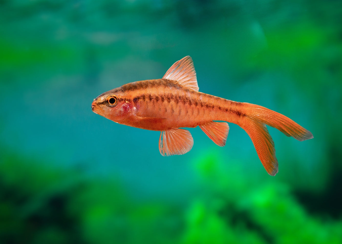 Cherry Barb - Longfin