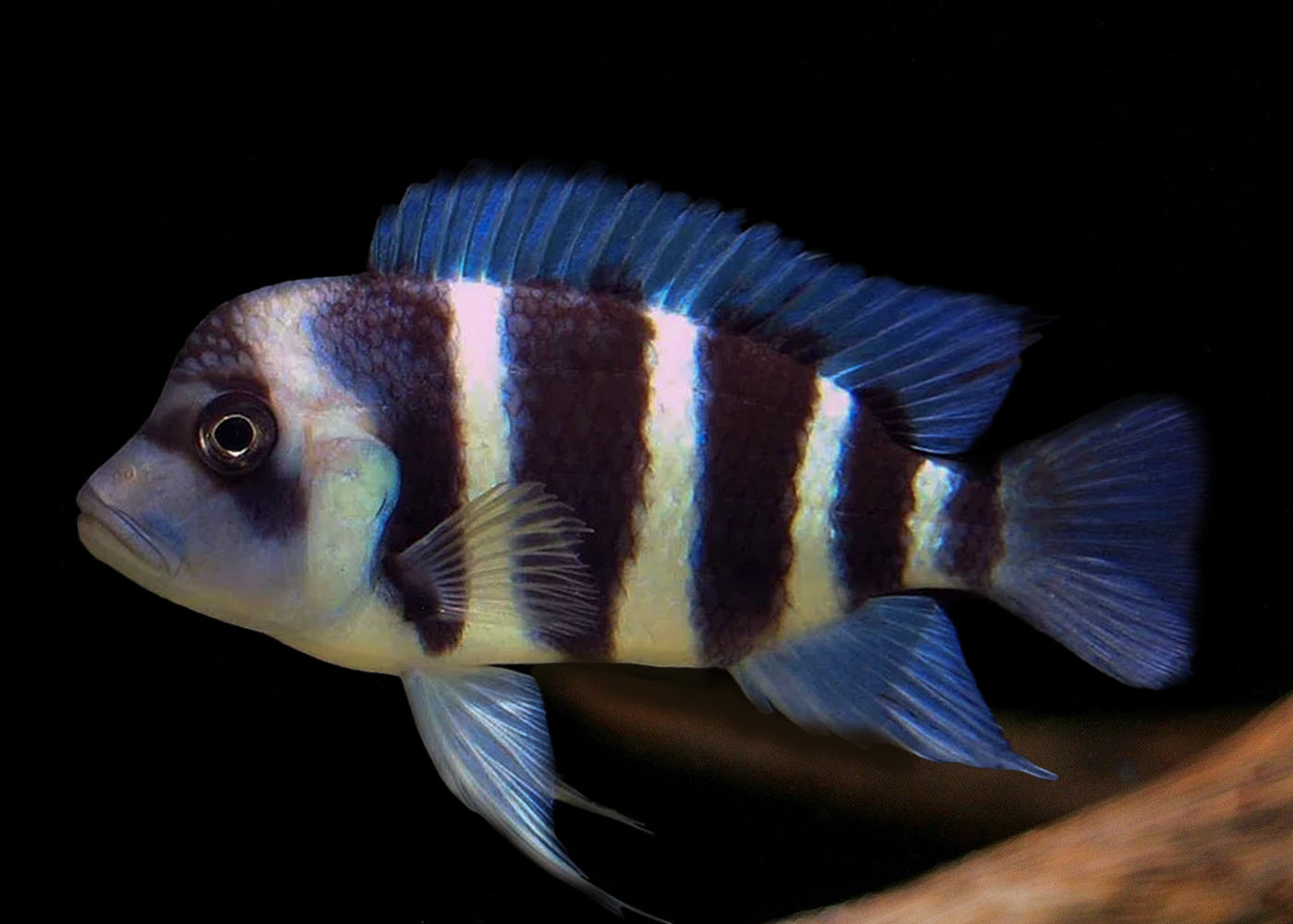 Cyphotilapia Frontosa