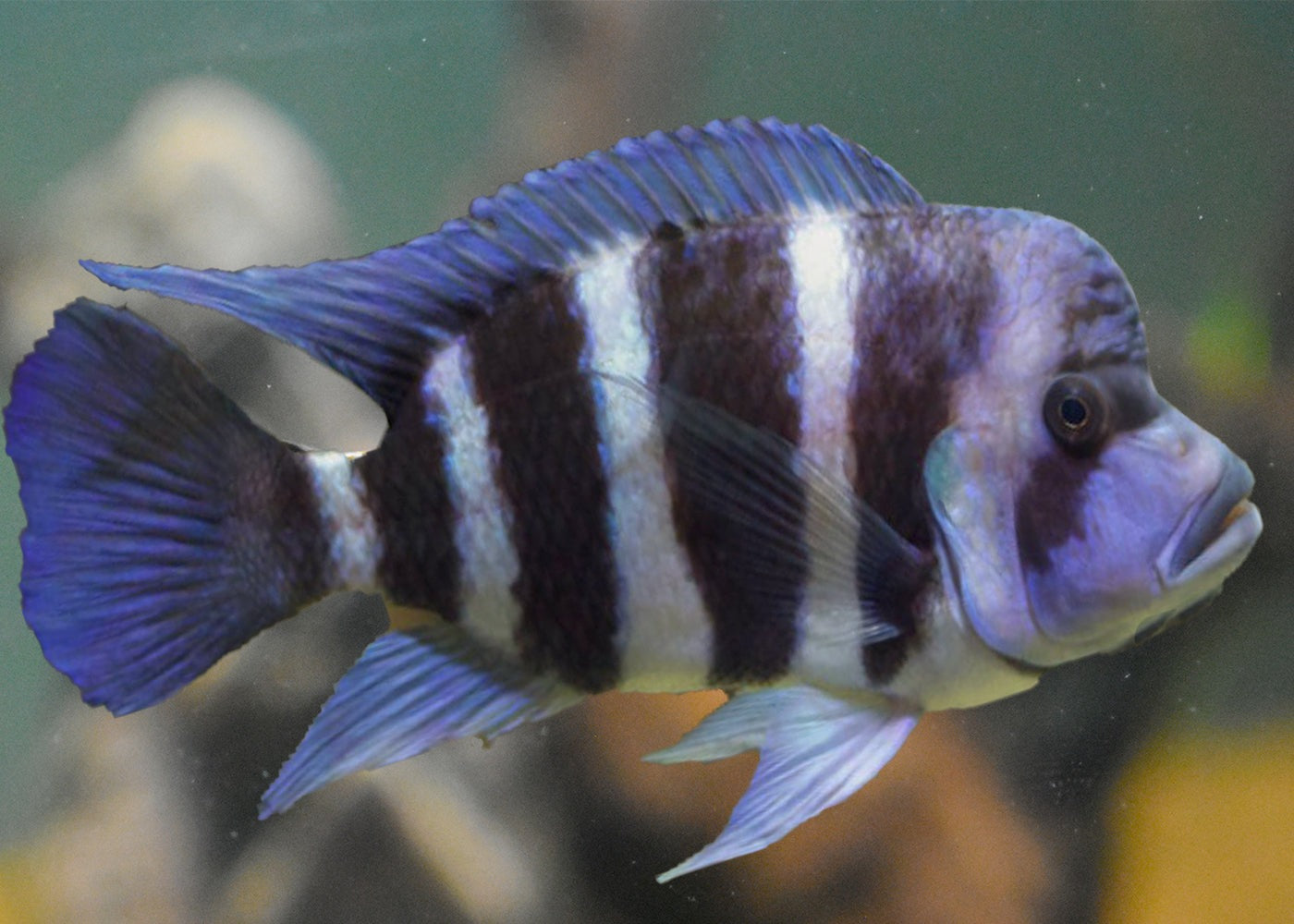 Cyphotilapia Frontosa 2