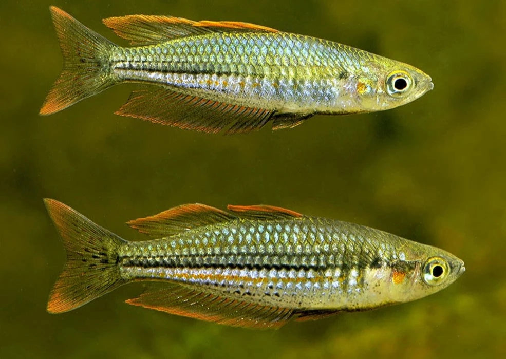 Exquisite Rainbow - Bindoola Crk - M. exquisita