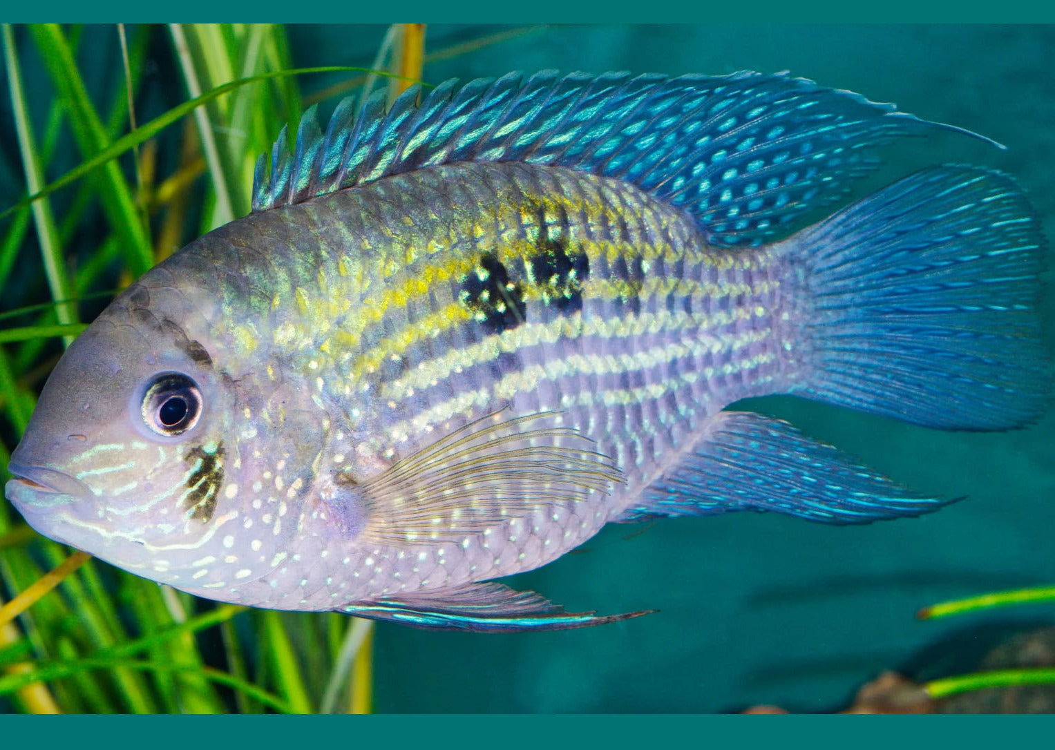 Blue Acara