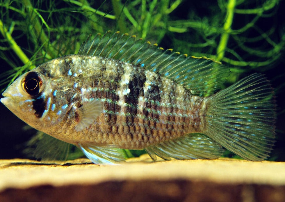 Blue Acara 2