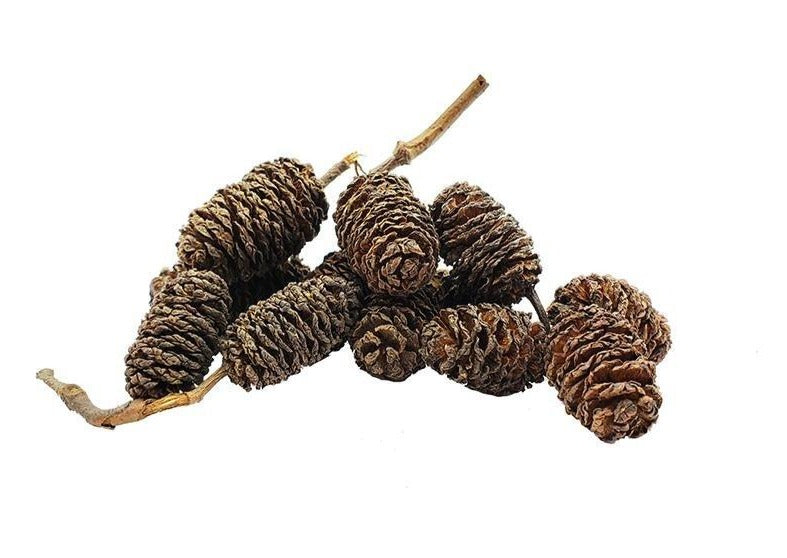 Alder cone special 10 for $10