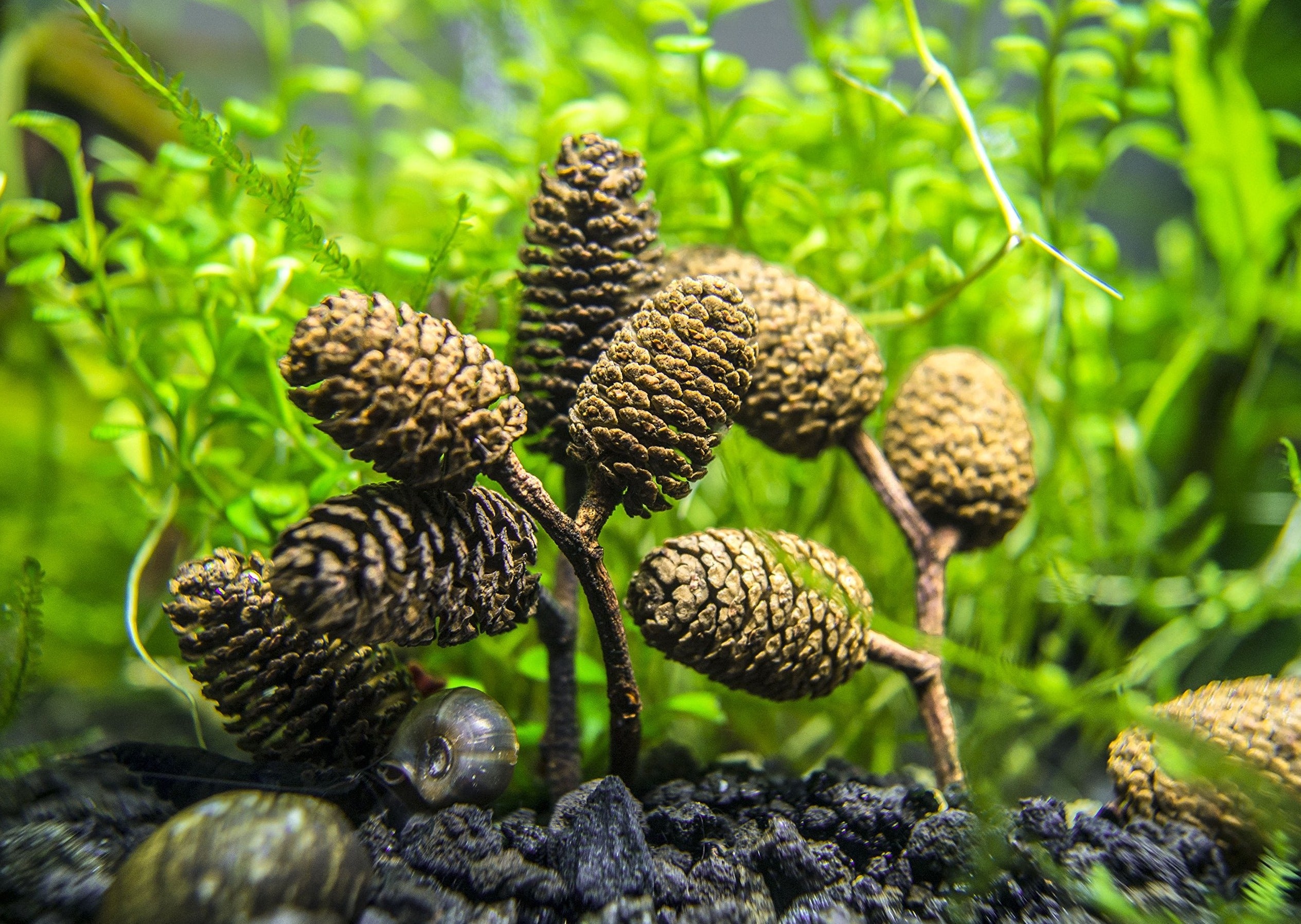 Alder cone special 10 for $10 2