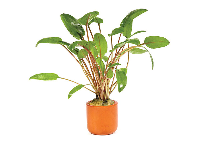 Cryptocoryne Wendtii Hybrid in Terracotta Pot
