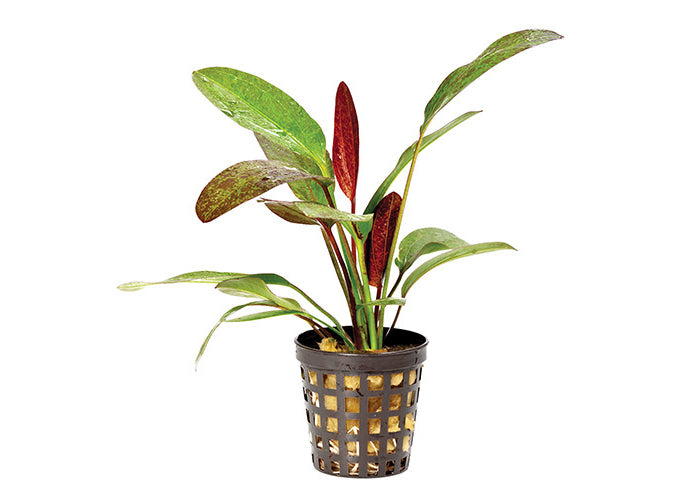 Assorted Sword in Mesh Pot