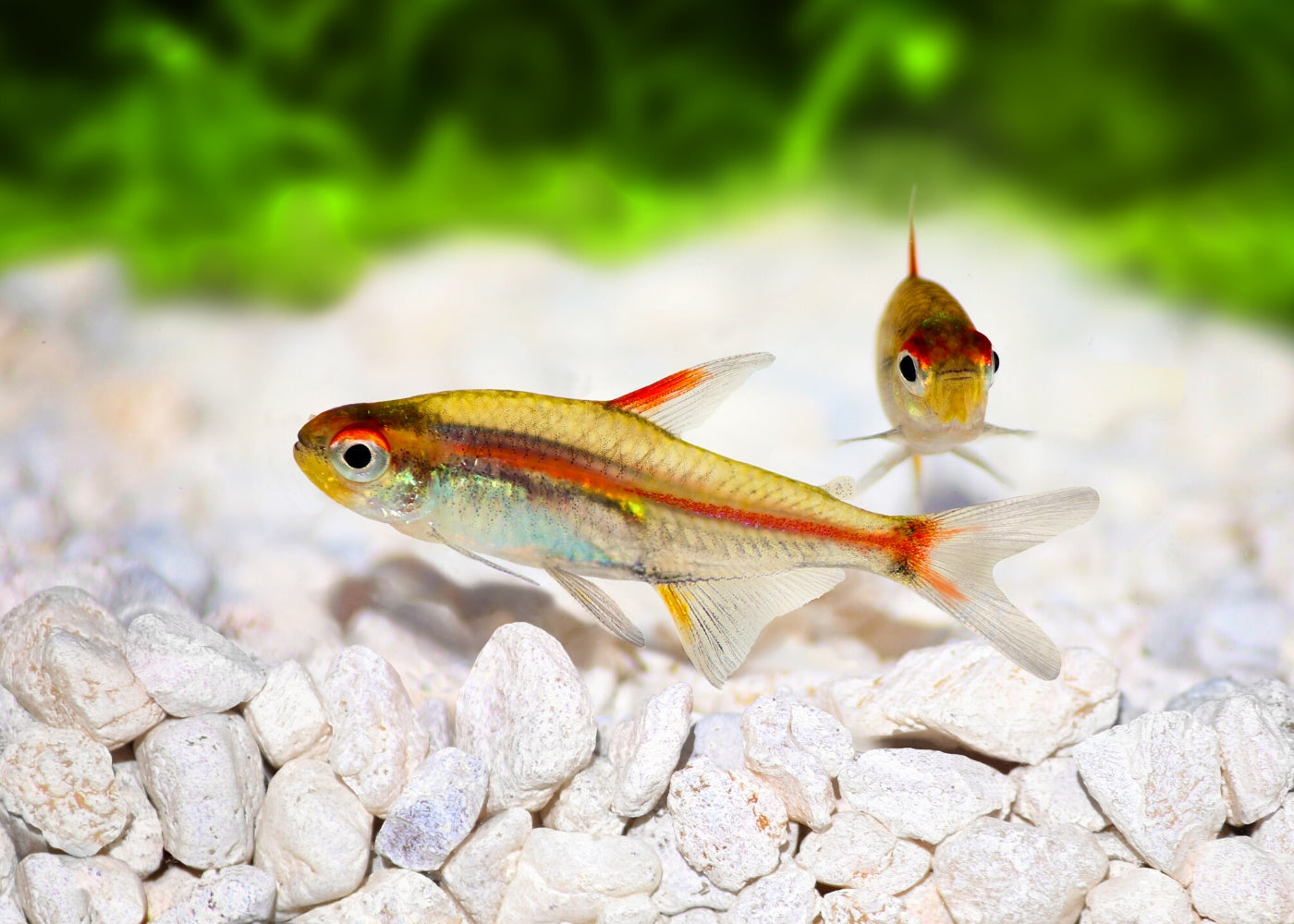 Glowlight Tetra Special (10 for $20)