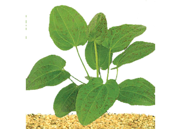 Echinodorus Leopard in Mesh Pot