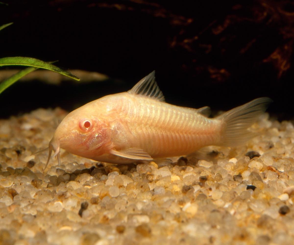 Albino Cory