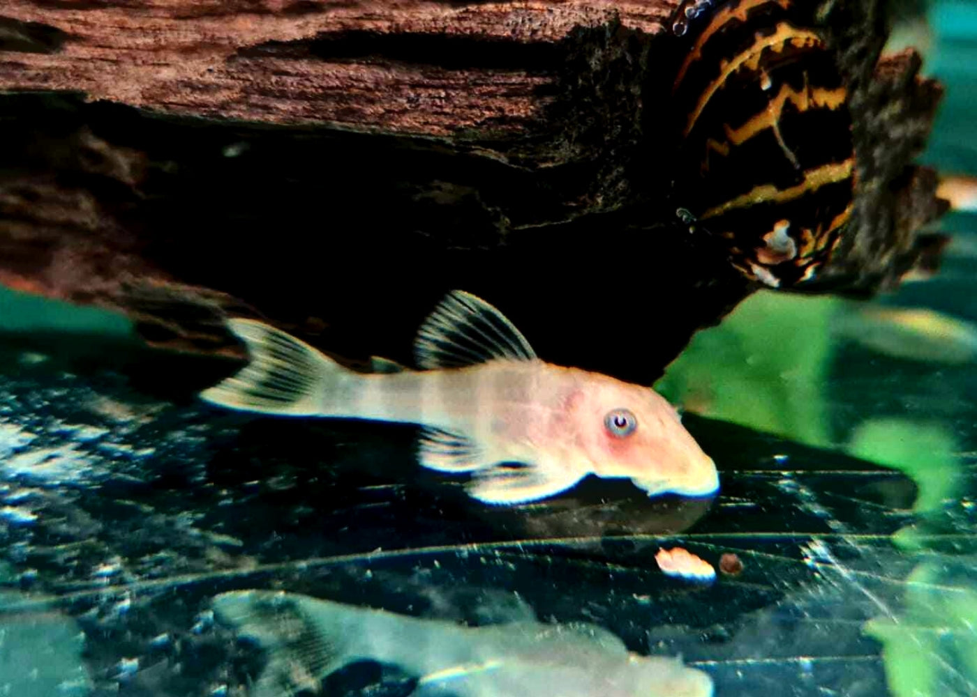 Hypancistrus Sp. L333 - Albino