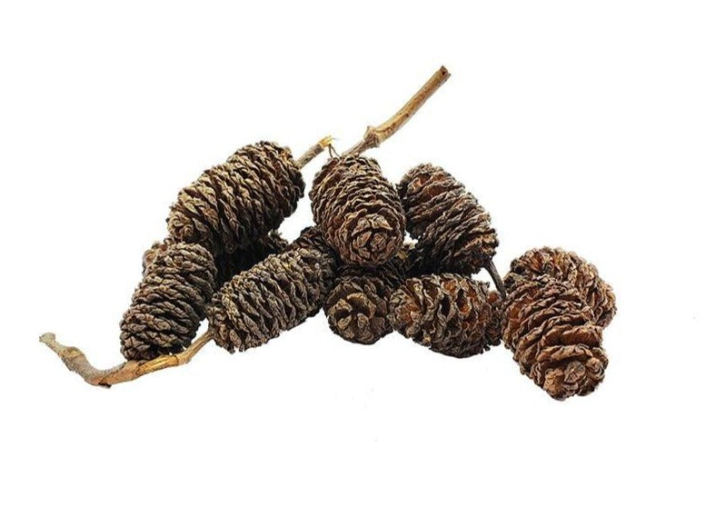 Alder Cone