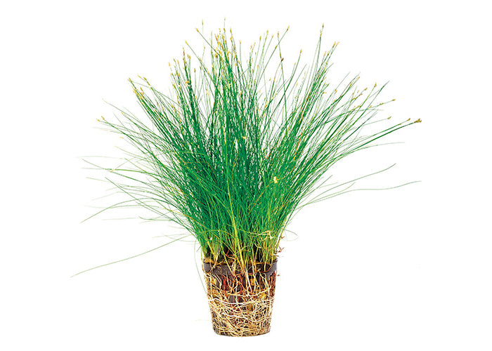 Dwarf Hairgrass in Mesh Pot