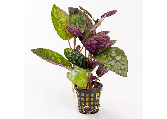 Purple Waffle in Mesh Pot