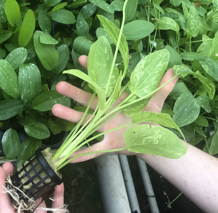 Echinodorus Marble Queen in Mesh Pot