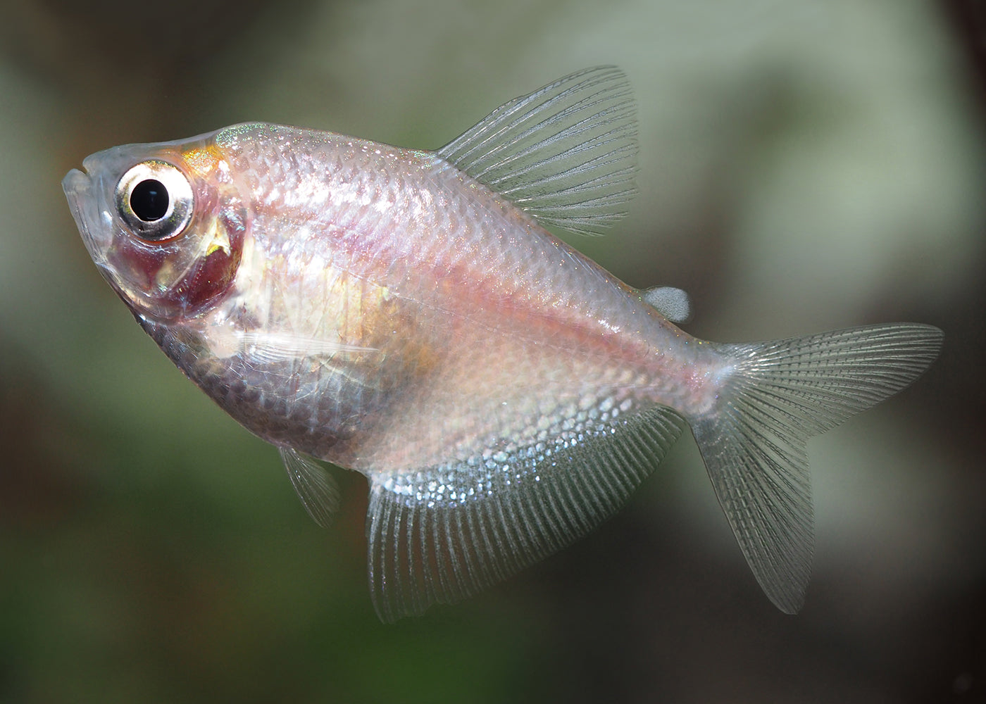 Black Widow Tetra - Gold Special (6 for $25)