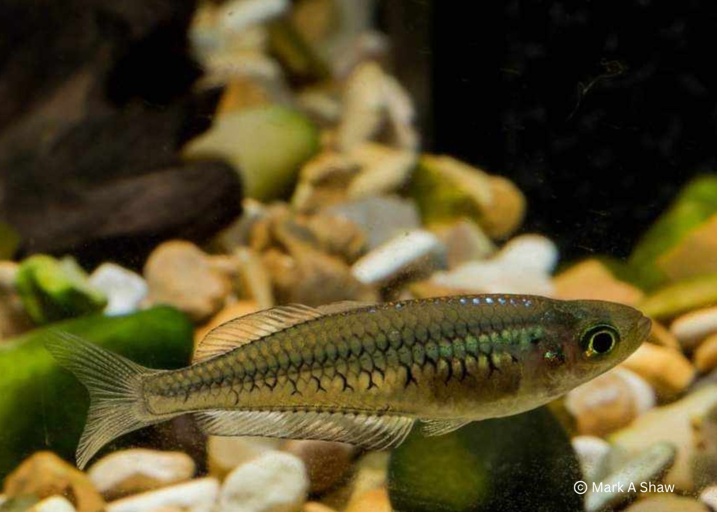 Ornate Rainbowfish 2