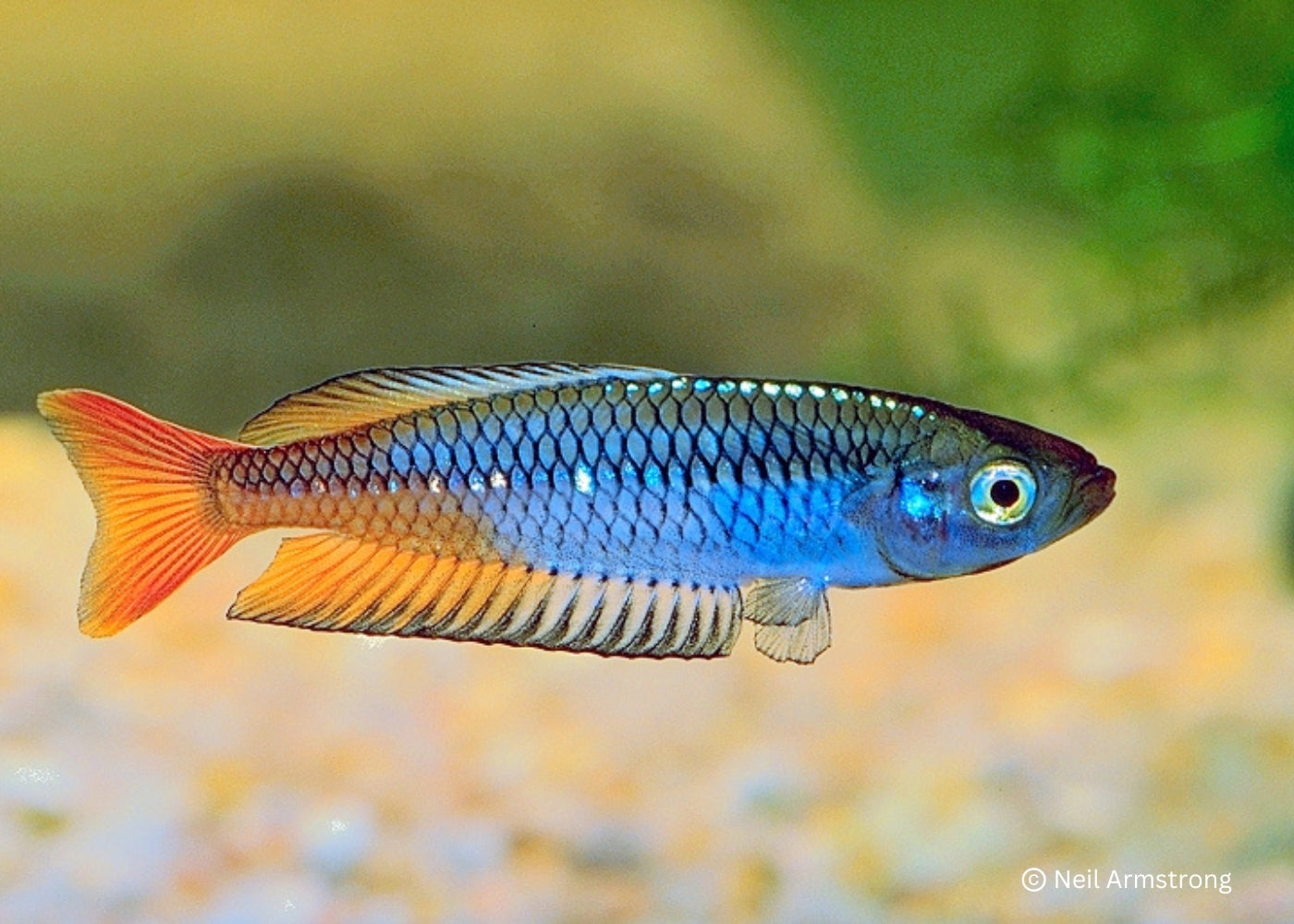 Ornate Rainbowfish 3