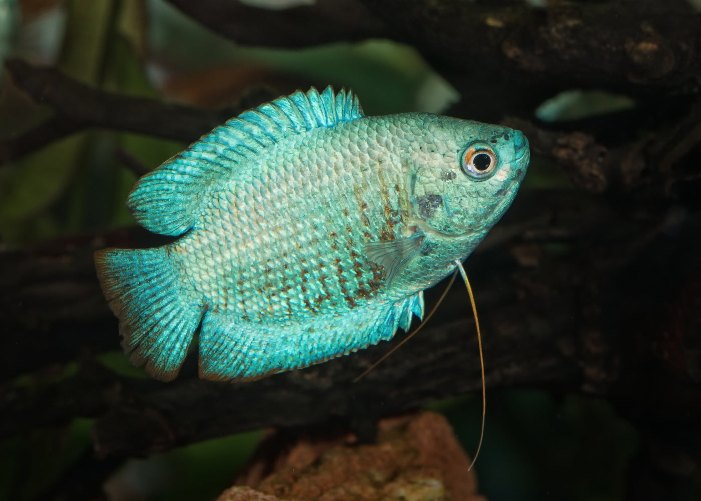 Gourami Dwarf Male Coral Blue