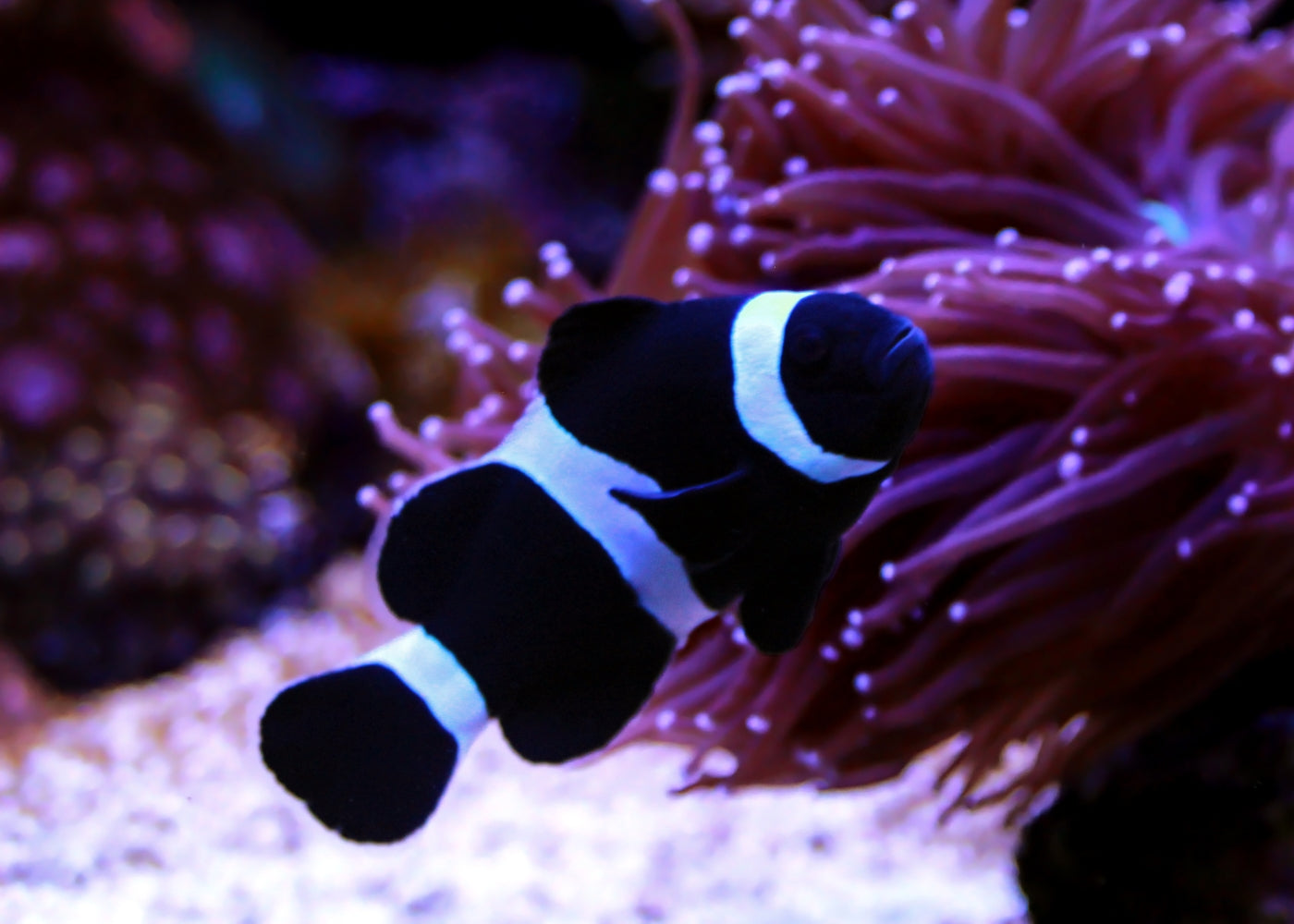 Clownfish - Ocellaris Black Standard 2