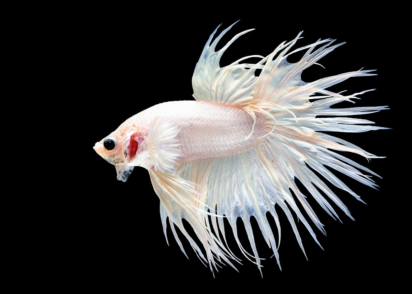 Fighter - Crowntail Male White