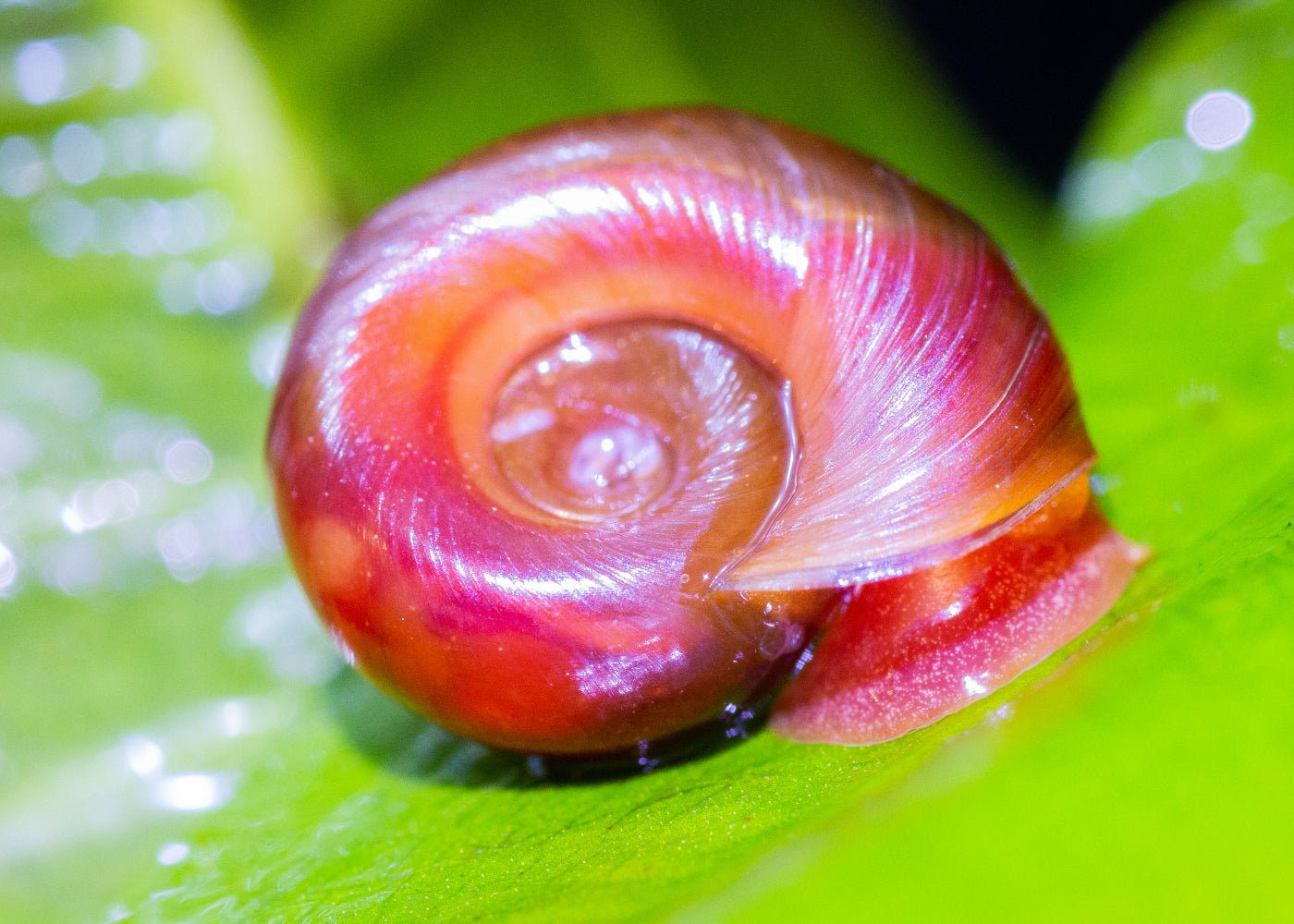 Snail - Red Ramshorn
