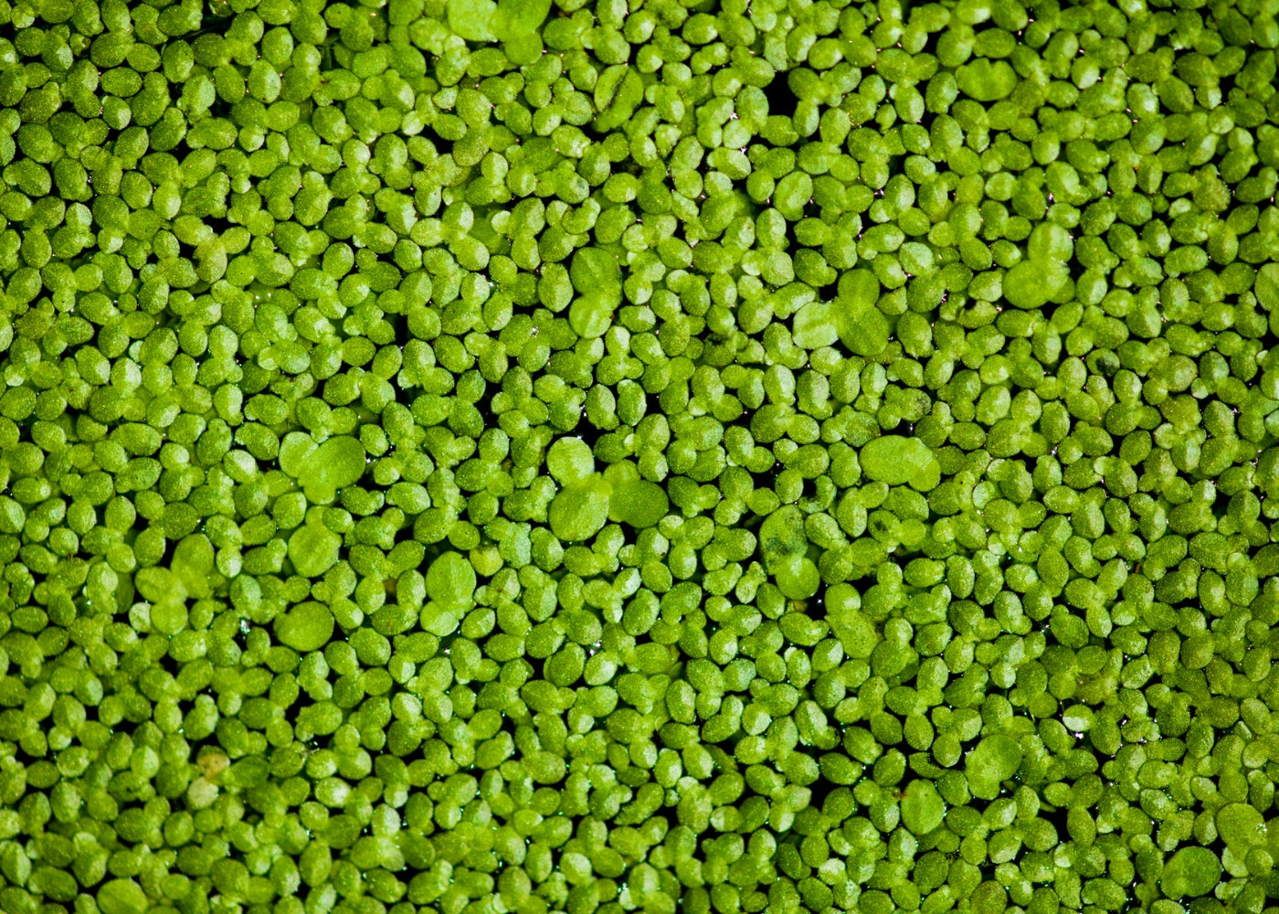 Duckweed (Bag)