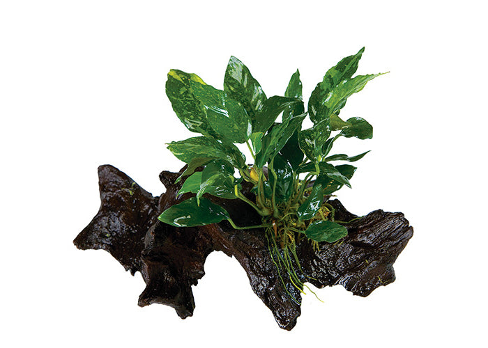 Anubias Lorraine Driftwood Creation