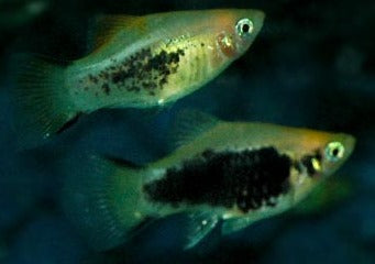 Platy Glowlight Comet Tuxedo 6 for $15