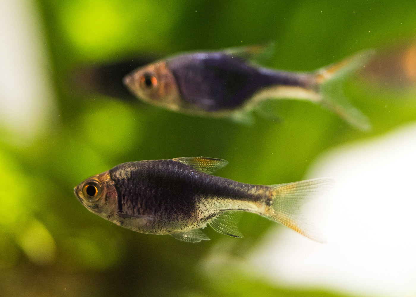 Harlequin Rasbora - Purple