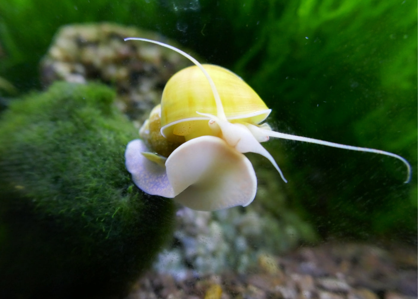 Mystery Snail - Gold