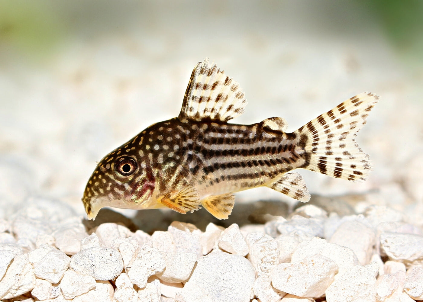 Corydoras Sterbai